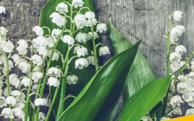 VENTE DE MUGUETS, les règles à respecter !