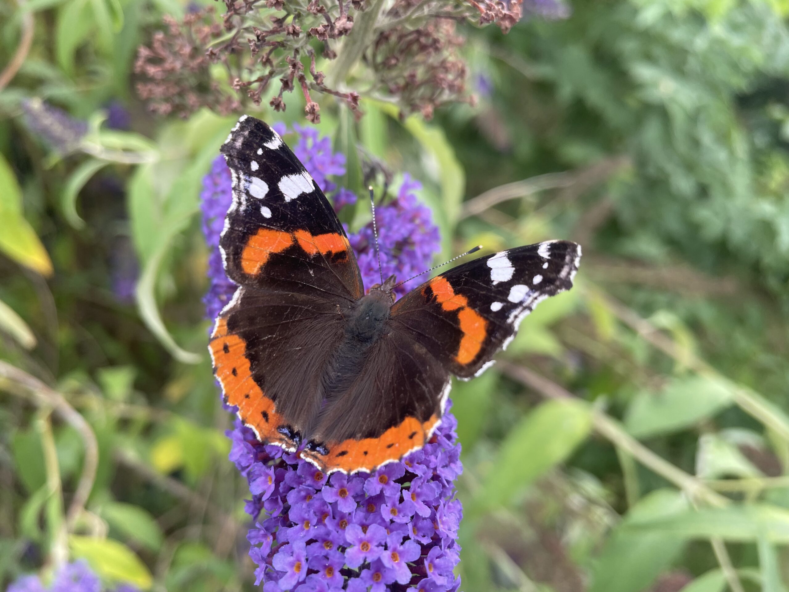 Un trésor de biodiversité à préserver !