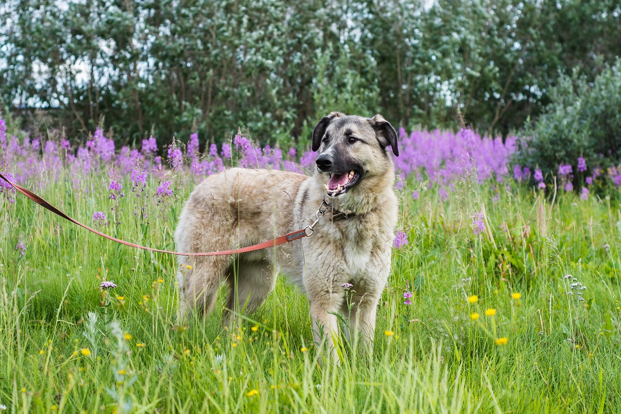 Chiens en ville : une cohabitation respectueuse